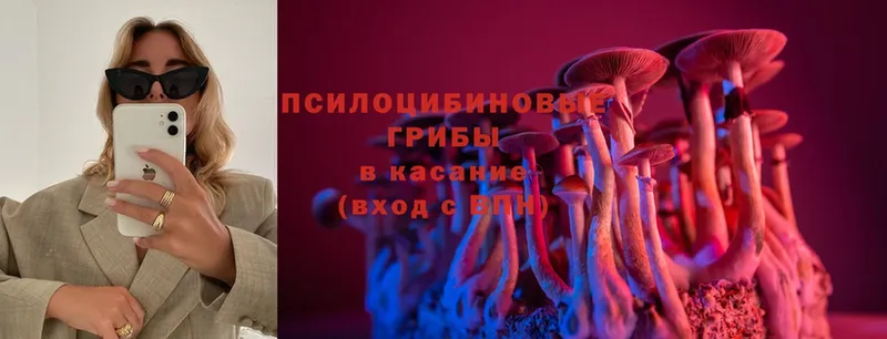 Галлюциногенные грибы Psilocybe  Тетюши 